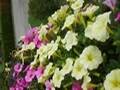Blumen Wukoutz