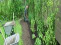 Staudacher Gartengestaltung Baumschule