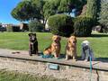 Vela On Tour - Reisen mit Hund