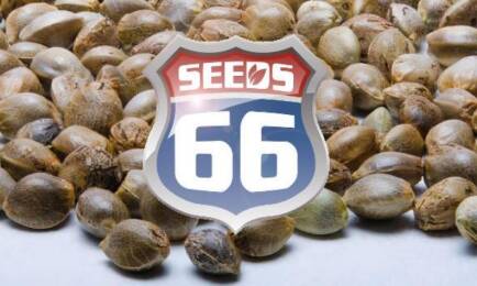 Firmenlogo Seeds66